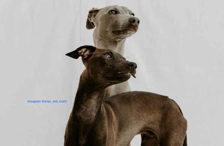 Choose carefully for your Italian Greyhound